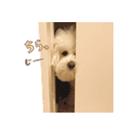 ビションフリーゼ♡リリー（個別スタンプ：14）