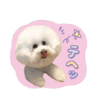ビションフリーゼ♡リリー（個別スタンプ：18）