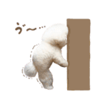 ビションフリーゼ♡リリー（個別スタンプ：19）