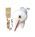 ビションフリーゼ♡リリー（個別スタンプ：20）