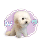 ビションフリーゼ♡リリー（個別スタンプ：23）