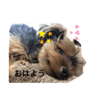 ヨーキーのモコ（個別スタンプ：1）