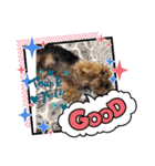 ヨーキーのモコ（個別スタンプ：5）