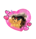 ヨーキーのモコ（個別スタンプ：6）