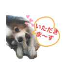 パピヨン犬テリーの日常（個別スタンプ：1）