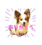 パピヨン犬テリーの日常（個別スタンプ：2）