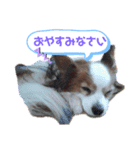 パピヨン犬テリーの日常（個別スタンプ：3）