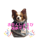 パピヨン犬テリーの日常（個別スタンプ：4）