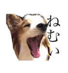 パピヨン犬テリーの日常（個別スタンプ：5）