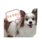 パピヨン犬テリーの日常（個別スタンプ：6）