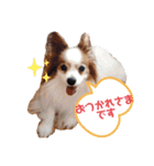 パピヨン犬テリーの日常（個別スタンプ：7）