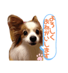 パピヨン犬テリーの日常（個別スタンプ：8）