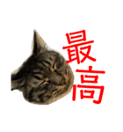 雷蔵と干瓢（個別スタンプ：2）