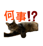 雷蔵と干瓢（個別スタンプ：4）