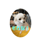 GAJU STAMP vol.3（個別スタンプ：1）