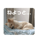 GAJU STAMP vol.3（個別スタンプ：2）