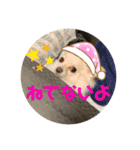 GAJU STAMP vol.3（個別スタンプ：3）