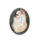 GAJU STAMP vol.3（個別スタンプ：4）