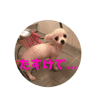 GAJU STAMP vol.3（個別スタンプ：7）