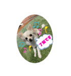 GAJU STAMP vol.3（個別スタンプ：9）