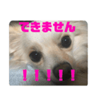 GAJU STAMP vol.3（個別スタンプ：14）