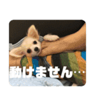 GAJU STAMP vol.3（個別スタンプ：16）