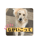 小松弁のきなたん（個別スタンプ：1）