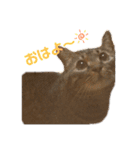 れんこちゃんすたんぷ（個別スタンプ：1）