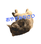 れんこちゃんすたんぷ（個別スタンプ：3）