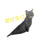 れんこちゃんすたんぷ（個別スタンプ：6）