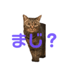 れんこちゃんすたんぷ（個別スタンプ：8）