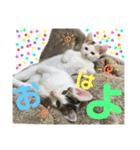 ひじき＆がんも（個別スタンプ：8）