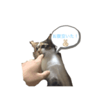 僕の愛猫達（個別スタンプ：1）