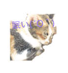 僕の愛猫達（個別スタンプ：2）