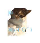 僕の愛猫達（個別スタンプ：3）