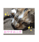 僕の愛猫達（個別スタンプ：4）