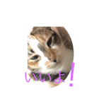 僕の愛猫達（個別スタンプ：6）