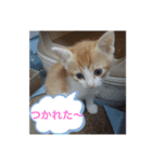 僕の愛猫達（個別スタンプ：7）