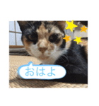 僕の愛猫達（個別スタンプ：8）