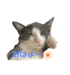 猫のここあ（個別スタンプ：1）