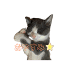 猫のここあ（個別スタンプ：2）