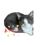 猫のここあ（個別スタンプ：3）