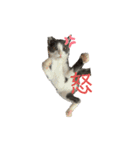 猫のここあ（個別スタンプ：4）