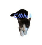 猫のここあ（個別スタンプ：5）