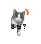 猫のここあ（個別スタンプ：6）