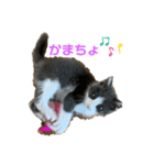 猫のここあ（個別スタンプ：7）