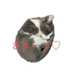猫のここあ（個別スタンプ：8）