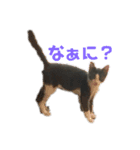 猫のここあ（個別スタンプ：9）