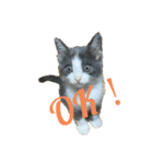 猫のここあ（個別スタンプ：11）