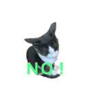 猫のここあ（個別スタンプ：12）